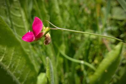 Fotografia da espécie Lathyrus nissolia