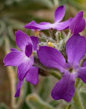 Fotografia 9 da espécie Matthiola sinuata no Jardim Botânico UTAD