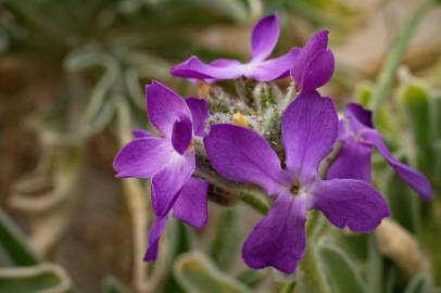 Fotografia da espécie Matthiola sinuata