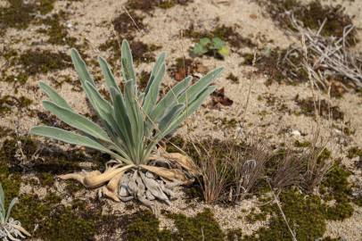 Fotografia da espécie Matthiola sinuata