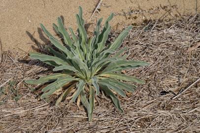 Fotografia da espécie Matthiola sinuata