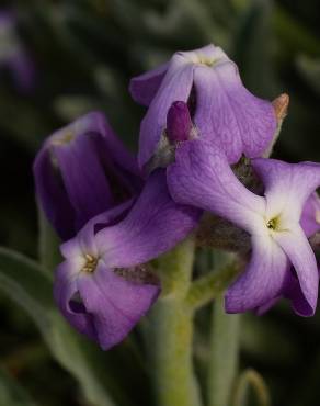 Fotografia 13 da espécie Matthiola sinuata no Jardim Botânico UTAD