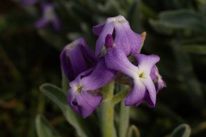 Fotografia da espécie Matthiola sinuata