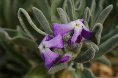 Fotografia da espécie Matthiola sinuata