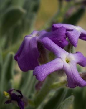 Fotografia 15 da espécie Matthiola sinuata no Jardim Botânico UTAD