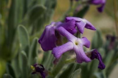 Fotografia da espécie Matthiola sinuata