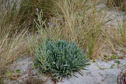 Fotografia da espécie Matthiola sinuata