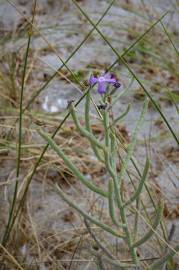 Fotografia da espécie Matthiola sinuata