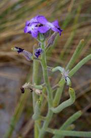 Fotografia da espécie Matthiola sinuata