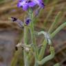 Fotografia 19 da espécie Matthiola sinuata do Jardim Botânico UTAD