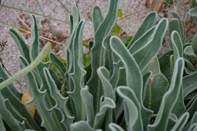 Fotografia da espécie Matthiola sinuata