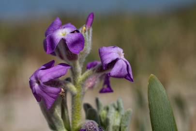 Fotografia da espécie Matthiola sinuata