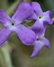 Fotografia da espécie Matthiola sinuata