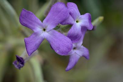 Fotografia da espécie Matthiola sinuata