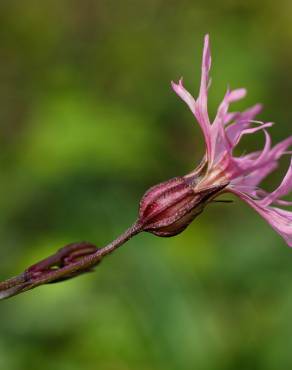 Fotografia 5 da espécie Silene flos-cuculi subesp. flos-cuculi no Jardim Botânico UTAD