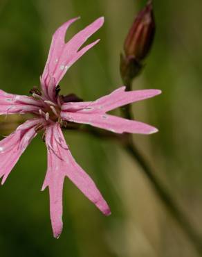 Fotografia 6 da espécie Silene flos-cuculi subesp. flos-cuculi no Jardim Botânico UTAD