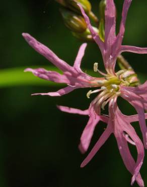 Fotografia 7 da espécie Silene flos-cuculi subesp. flos-cuculi no Jardim Botânico UTAD