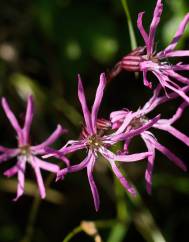 Silene flos-cuculi subesp. flos-cuculi