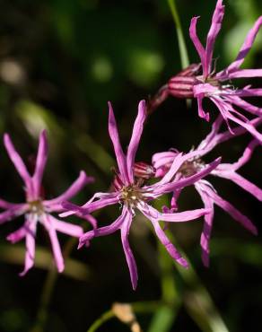 Fotografia 1 da espécie Silene flos-cuculi subesp. flos-cuculi no Jardim Botânico UTAD