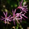 Fotografia 1 da espécie Silene flos-cuculi subesp. flos-cuculi do Jardim Botânico UTAD