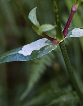 Fotografia 8 da espécie Silene flos-cuculi subesp. flos-cuculi no Jardim Botânico UTAD