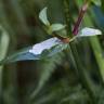 Fotografia 8 da espécie Silene flos-cuculi subesp. flos-cuculi do Jardim Botânico UTAD