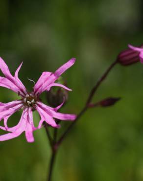 Fotografia 9 da espécie Silene flos-cuculi subesp. flos-cuculi no Jardim Botânico UTAD