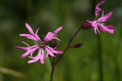 Fotografia da espécie Silene flos-cuculi subesp. flos-cuculi