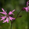 Fotografia 9 da espécie Silene flos-cuculi subesp. flos-cuculi do Jardim Botânico UTAD