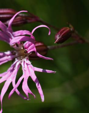 Fotografia 10 da espécie Silene flos-cuculi subesp. flos-cuculi no Jardim Botânico UTAD