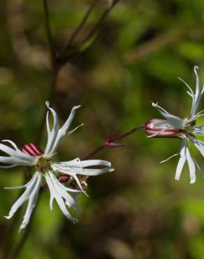 Fotografia 12 da espécie Silene flos-cuculi subesp. flos-cuculi no Jardim Botânico UTAD