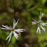 Fotografia 12 da espécie Silene flos-cuculi subesp. flos-cuculi do Jardim Botânico UTAD