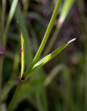 Fotografia 13 da espécie Silene flos-cuculi subesp. flos-cuculi no Jardim Botânico UTAD