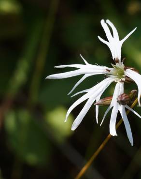 Fotografia 14 da espécie Silene flos-cuculi subesp. flos-cuculi no Jardim Botânico UTAD