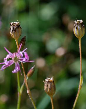 Fotografia 15 da espécie Silene flos-cuculi subesp. flos-cuculi no Jardim Botânico UTAD