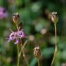 Fotografia 15 da espécie Silene flos-cuculi subesp. flos-cuculi do Jardim Botânico UTAD