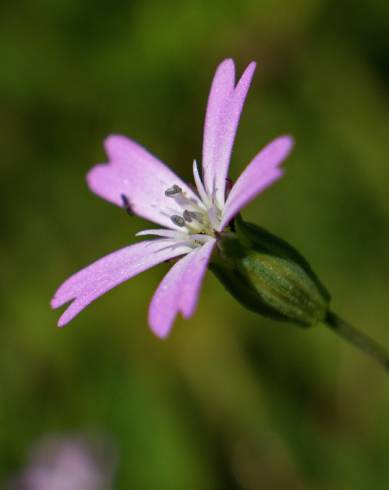 Fotografia de capa Silene laeta - do Jardim Botânico