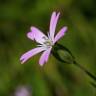 Fotografia 1 da espécie Silene laeta do Jardim Botânico UTAD