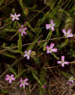 Fotografia 9 da espécie Silene laeta no Jardim Botânico UTAD