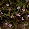 Fotografia 9 da espécie Silene laeta do Jardim Botânico UTAD