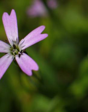 Fotografia 12 da espécie Silene laeta no Jardim Botânico UTAD