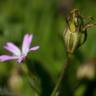 Fotografia 13 da espécie Silene laeta do Jardim Botânico UTAD