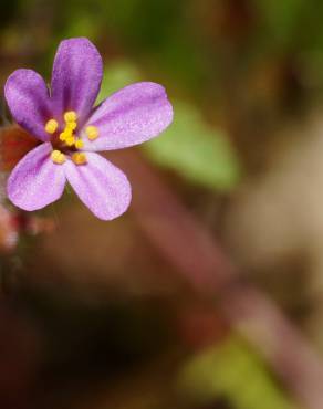 Fotografia 6 da espécie Geranium robertianum subesp. purpureum no Jardim Botânico UTAD