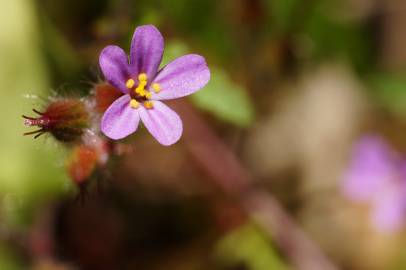 Fotografia da espécie Geranium robertianum subesp. purpureum