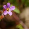 Fotografia 6 da espécie Geranium robertianum subesp. purpureum do Jardim Botânico UTAD