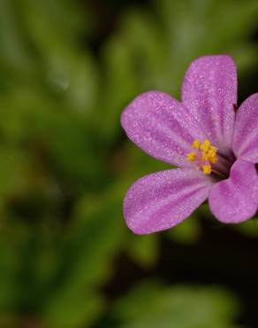 Fotografia 7 da espécie Geranium robertianum subesp. purpureum no Jardim Botânico UTAD