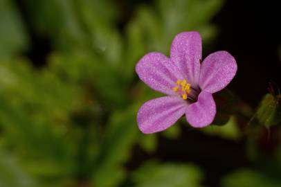 Fotografia da espécie Geranium robertianum subesp. purpureum