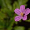 Fotografia 7 da espécie Geranium robertianum subesp. purpureum do Jardim Botânico UTAD