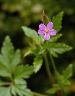 Fotografia 8 da espécie Geranium robertianum subesp. purpureum no Jardim Botânico UTAD