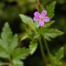 Fotografia 8 da espécie Geranium robertianum subesp. purpureum do Jardim Botânico UTAD